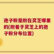 孢子粉是附在灵芝哪里的(附着于灵芝上的孢子粉分布位置)