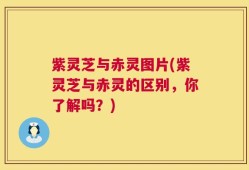 紫灵芝与赤灵图片(紫灵芝与赤灵的区别，你了解吗？)