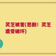 灵芝被害(悲剧！灵芝遭受破坏)