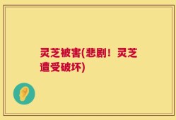 灵芝被害(悲剧！灵芝遭受破坏)