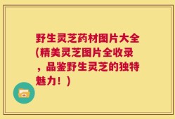 野生灵芝药材图片大全(精美灵芝图片全收录，品鉴野生灵芝的独特魅力！)