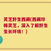 灵芝野生西藏(西藏珍稀灵芝，深入了解野生生长环境！)