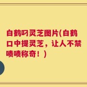 白鹤叼灵芝图片(白鹤口中提灵芝，让人不禁啧啧称奇！)