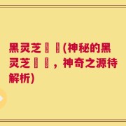 黑灵芝荳渼(神秘的黑灵芝荳渼，神奇之源待解析)
