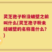 灵芝孢子粉没破壁之前叫什么(灵芝孢子粉未经破壁的名称是什么？)