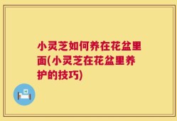 小灵芝如何养在花盆里面(小灵芝在花盆里养护的技巧)