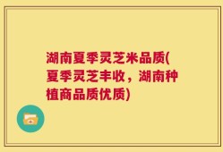 湖南夏季灵芝米品质(夏季灵芝丰收，湖南种植商品质优质)