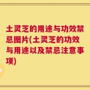 土灵芝的用途与功效禁忌图片(土灵芝的功效与用途以及禁忌注意事项)
