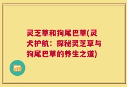 灵芝草和狗尾巴草(灵犬护航：探秘灵芝草与狗尾巴草的养生之道)
