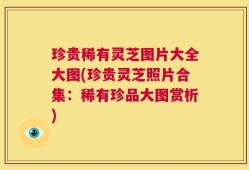 珍贵稀有灵芝图片大全大图(珍贵灵芝照片合集：稀有珍品大图赏析)