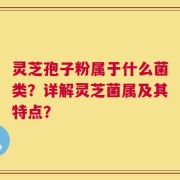灵芝孢子粉属于什么菌类？详解灵芝菌属及其特点？
