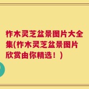 柞木灵芝盆景图片大全集(柞木灵芝盆景图片欣赏由你精选！)