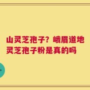 山灵芝孢子？峨眉道地灵芝孢子粉是真的吗