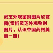 灵芝外观鉴别图片欣赏图(赏析灵芝外观鉴别图片，认识中国药材美丽一面)