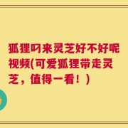 狐狸叼来灵芝好不好呢视频(可爱狐狸带走灵芝，值得一看！)