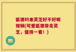 狐狸叼来灵芝好不好呢视频(可爱狐狸带走灵芝，值得一看！)