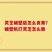 灵芝破壁后怎么食用？破壁机打灵芝怎么做