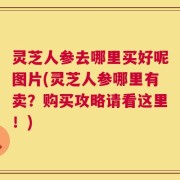 灵芝人参去哪里买好呢图片(灵芝人参哪里有卖？购买攻略请看这里！)