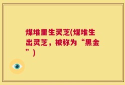 煤堆里生灵芝(煤堆生出灵芝，被称为“黑金”)