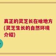 真正的灵芝长在啥地方(灵芝生长的自然环境介绍)