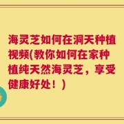 海灵芝如何在洞天种植视频(教你如何在家种植纯天然海灵芝，享受健康好处！)
