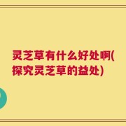 灵芝草有什么好处啊(探究灵芝草的益处)