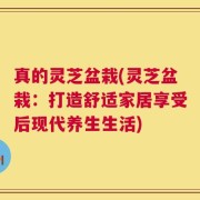 真的灵芝盆栽(灵芝盆栽：打造舒适家居享受后现代养生生活)