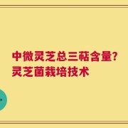 中微灵芝总三萜含量？灵芝菌栽培技术