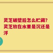 灵芝破壁后怎么贮藏？灵芝放在水里是沉还是浮