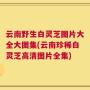 云南野生白灵芝图片大全大图集(云南珍稀白灵芝高清图片全集)