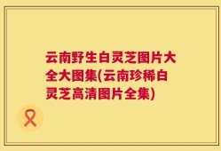 云南野生白灵芝图片大全大图集(云南珍稀白灵芝高清图片全集)