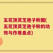 五花顶灵芝孢子粉图(五花顶灵芝孢子粉的功效与作用盘点)