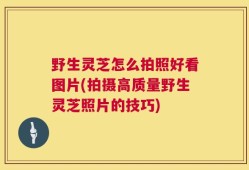 野生灵芝怎么拍照好看图片(拍摄高质量野生灵芝照片的技巧)