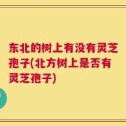 东北的树上有没有灵芝孢子(北方树上是否有灵芝孢子)