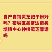 自产自销灵芝孢子粉好吗？宿城区鑫常达菌类培植中心种植灵芝靠谱吗