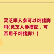 灵芝跟人参可以炖猪脚吗(灵芝人参搭配，可否用于炖猪脚？)