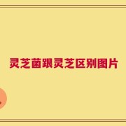 灵芝菌跟灵芝区别图片