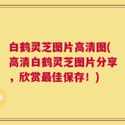 白鹤灵芝图片高清图(高清白鹤灵芝图片分享，欣赏最佳保存！)