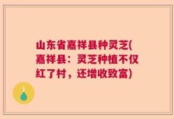 山东省嘉祥县种灵芝(嘉祥县：灵芝种植不仅红了村，还增收致富)