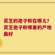 灵芝的孢子粉在哪儿？灵芝孢子粉哪里的产地最好