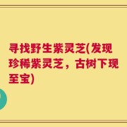 寻找野生紫灵芝(发现珍稀紫灵芝，古树下现至宝)