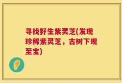 寻找野生紫灵芝(发现珍稀紫灵芝，古树下现至宝)