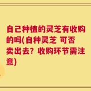 自己种植的灵芝有收购的吗(自种灵芝 可否卖出去？收购环节需注意)