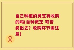 自己种植的灵芝有收购的吗(自种灵芝 可否卖出去？收购环节需注意)