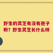 野生的灵芝有没有孢子粉？野生灵芝长什么样
