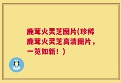鹿茸火灵芝图片(珍稀鹿茸火灵芝高清图片，一览如新！)