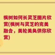 枫树如何长灵芝图片欣赏(枫树与灵芝的完美融合，美轮美奂供你欣赏)