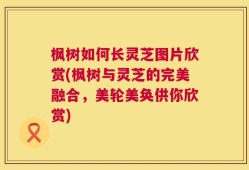 枫树如何长灵芝图片欣赏(枫树与灵芝的完美融合，美轮美奂供你欣赏)