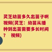 灵芝幼苗多久出苗子啊视频(灵芝：幼苗从播种到出苗需要多长时间？  视频)