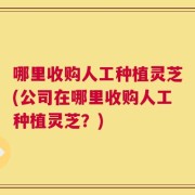 哪里收购人工种植灵芝(公司在哪里收购人工种植灵芝？)